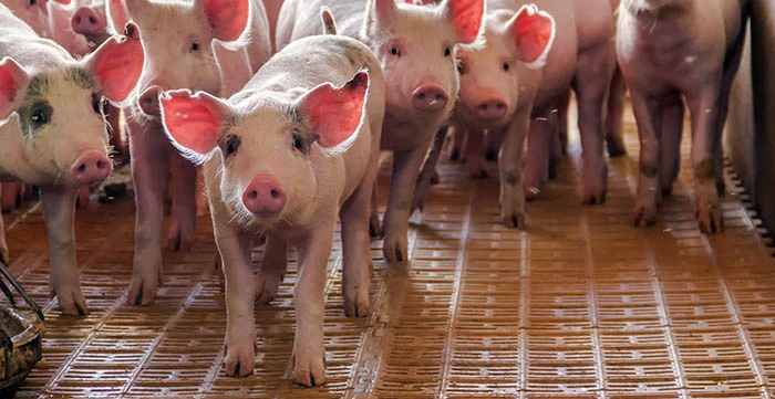 Curso Online de Bienestar Animal